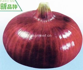 紅玉蔥類種子 優(yōu)質(zhì)蔬菜種苗選擇指南