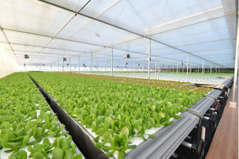 起底京東植物工廠 水培蔬菜安全到“不洗就能吃”，科技如何重塑茶葉種植